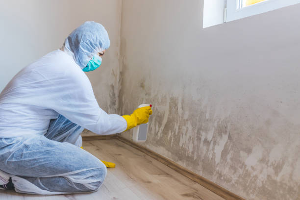 Mold inspector in Denton performing thermal imaging